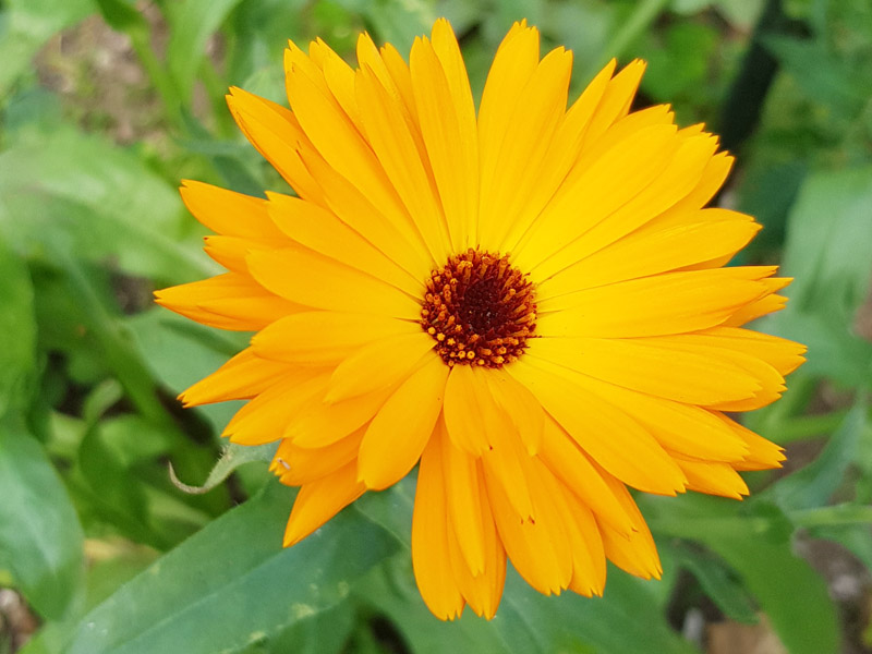 Calendula flower