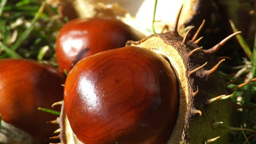 Horse chestnut