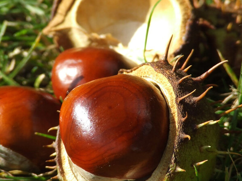 Horse chestnut fruit