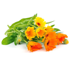 Calendula