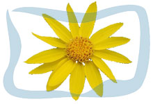 Arnica