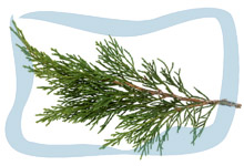 Cypress essential oil