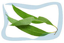 Eucalyptus essential oil