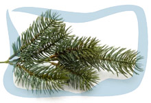 Fir needle essential oil