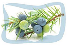 Juniper essential oil