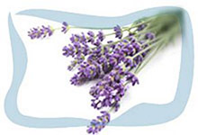 Lavender essential oil