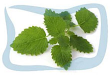 Lemon balm