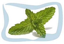 Peppermint essential oil