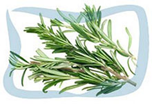 Rosemary essential oil