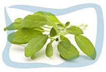 Sage essential oil