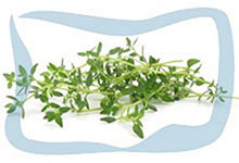 Thyme essential oil