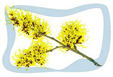 Witch hazel