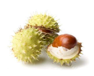 Wild chestnut